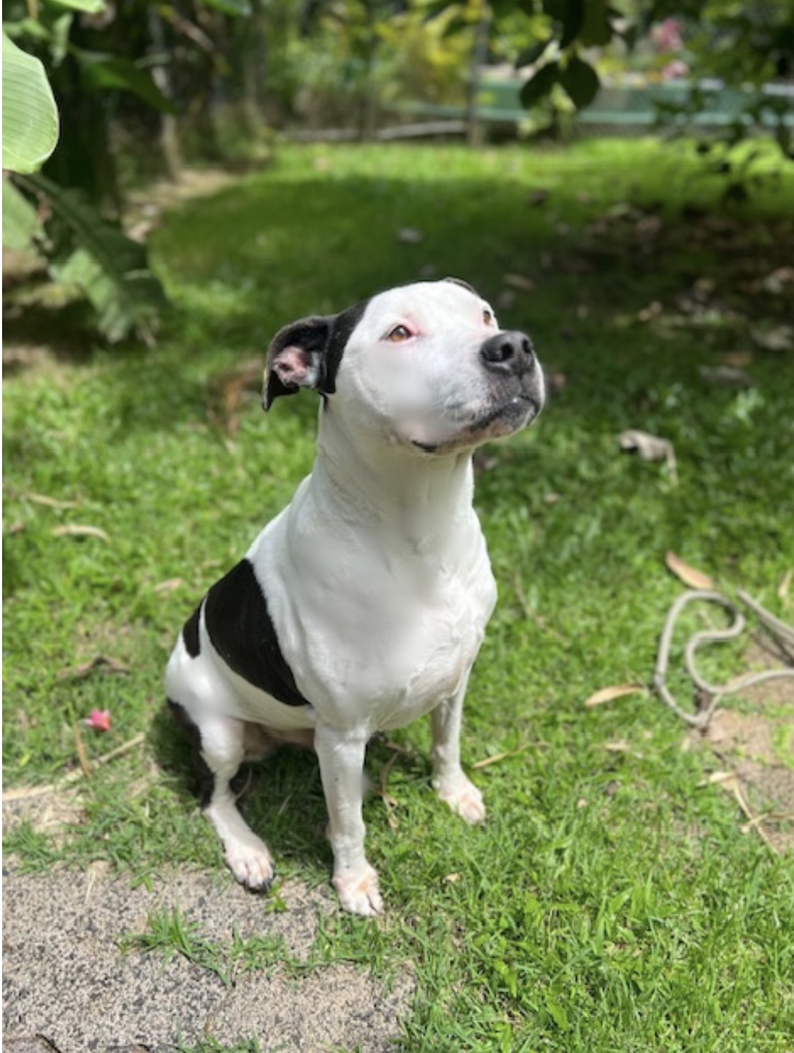 Kasey, Adoptable, Senior Male Pit Bull Terrier.