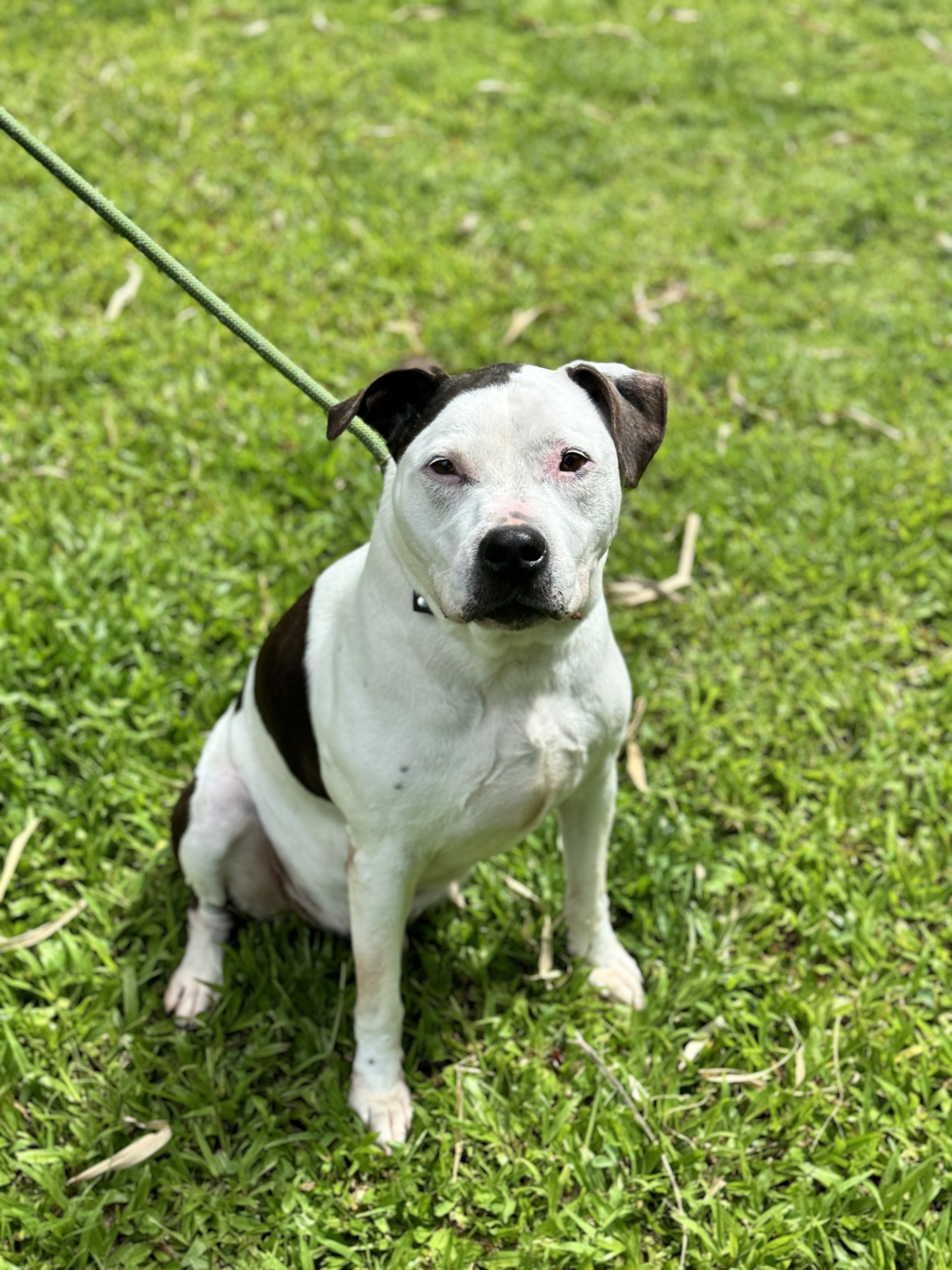 Enlarge Kasey, a Adoptable Pit Bull Terrier in Kaneohe, HI image 9/10