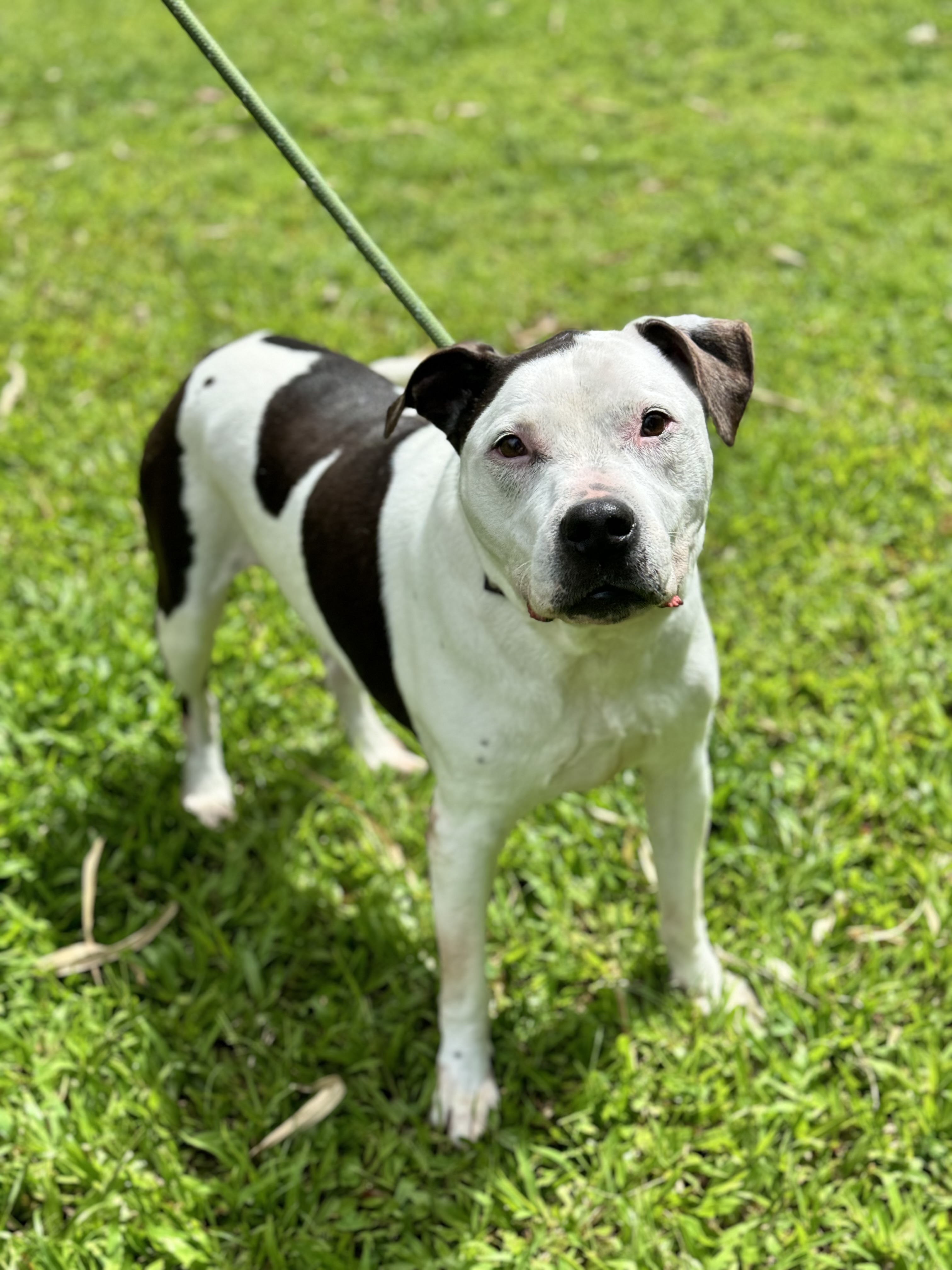 Kasey, a Adoptable Pit Bull Terrier in Kaneohe, HI image 2/10