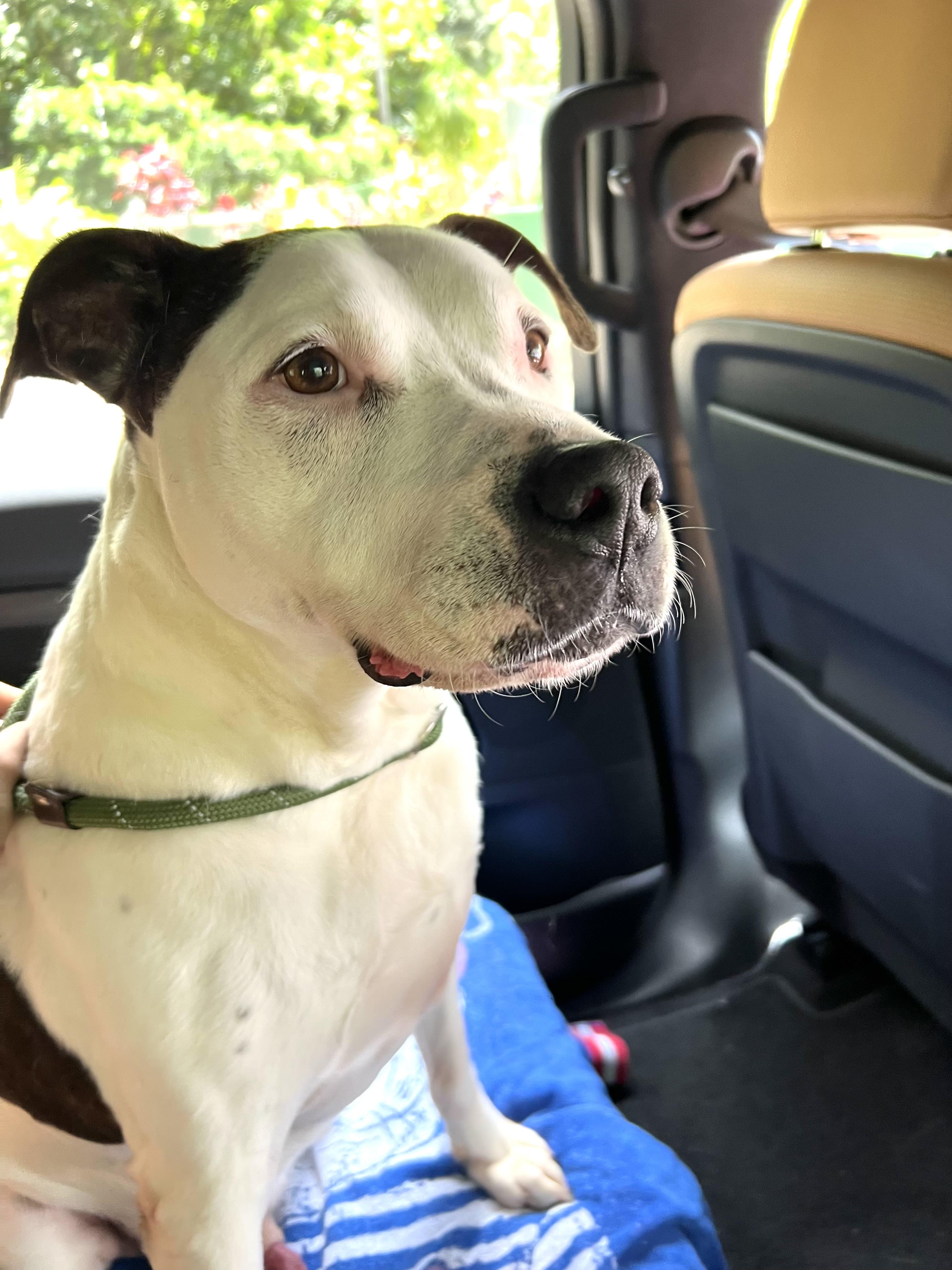 Enlarge Kasey, a Adoptable Pit Bull Terrier in Kaneohe, HI image 6/6