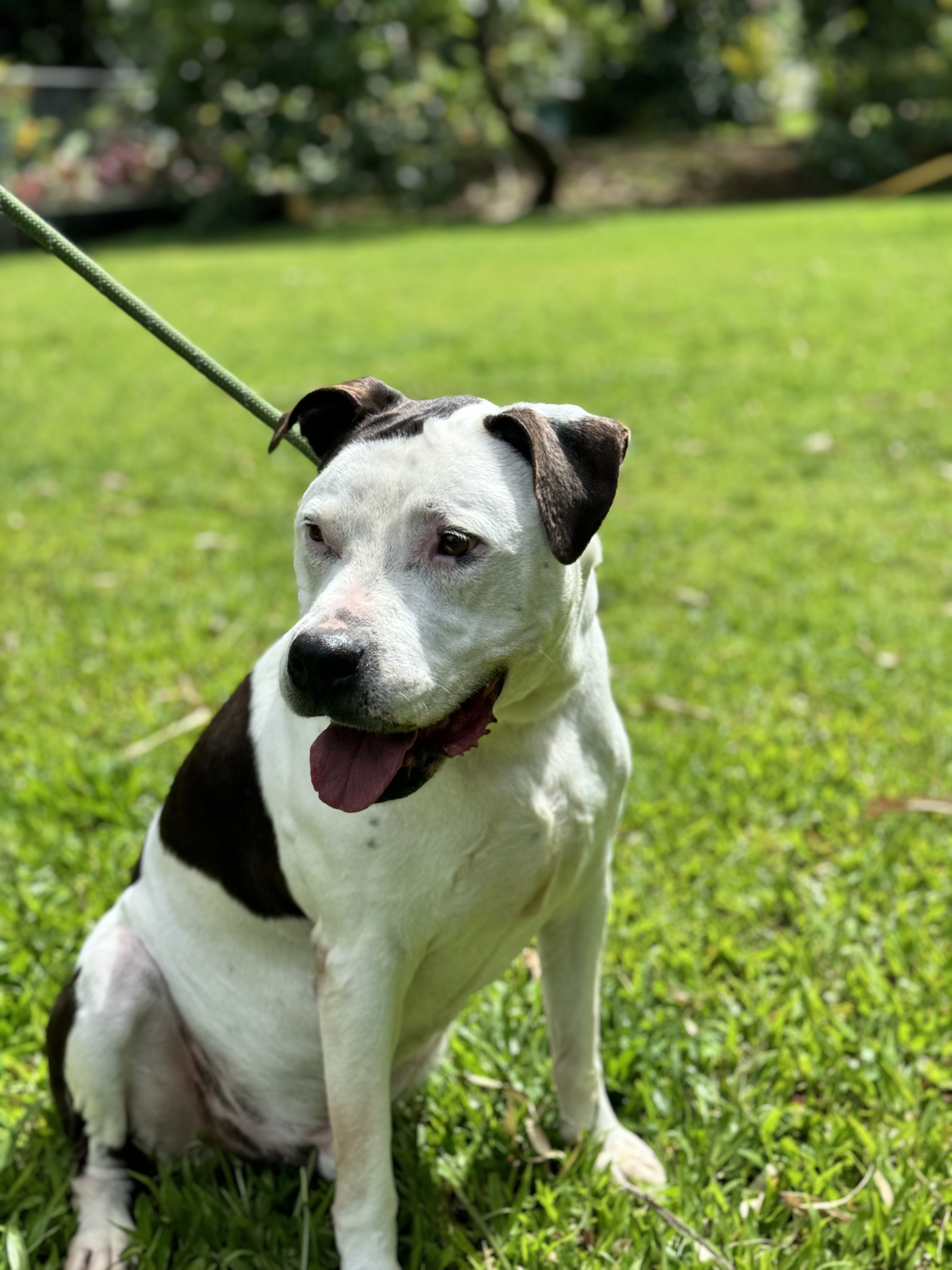 Enlarge Kasey, a Adoptable Pit Bull Terrier in Kaneohe, HI image 8/10