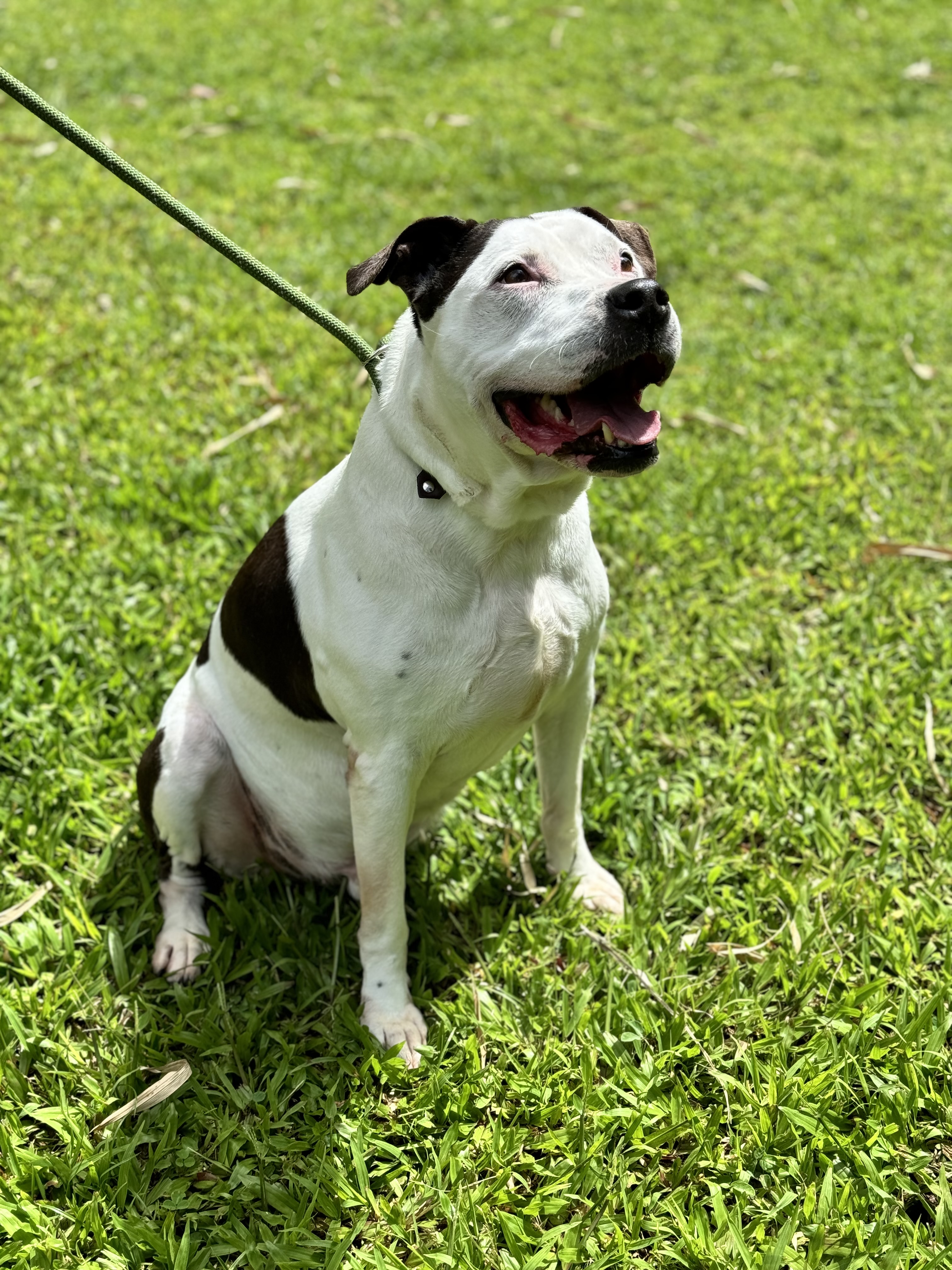 Enlarge Kasey, a Adoptable Pit Bull Terrier in Kaneohe, HI image 10/10