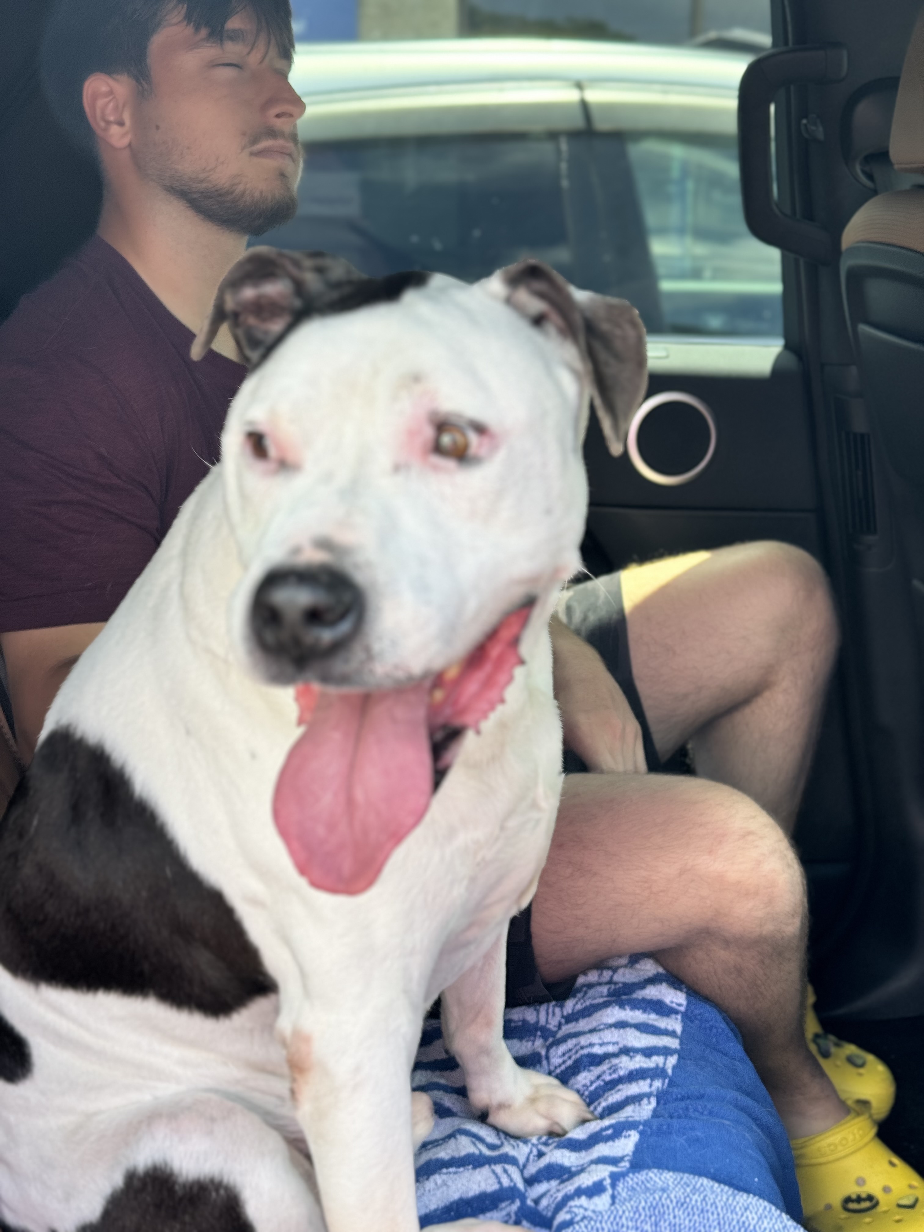 Kasey, a Adoptable Pit Bull Terrier in Kaneohe, HI image 3/10