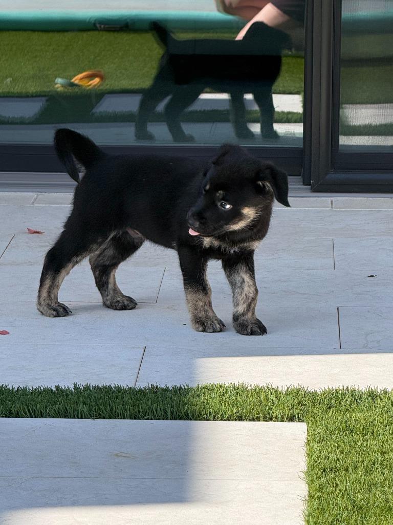 Curse, Adoptable, Puppy Male Shepherd & Pit Bull Terrier.