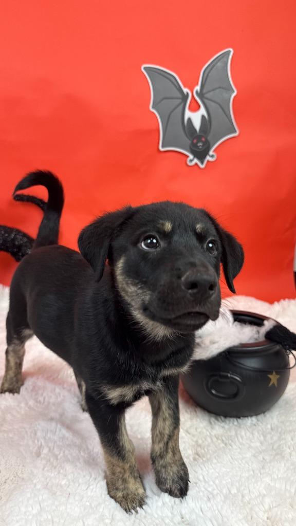 Enlarge Curse, a Adoptable mixed breed in Phoenix, AZ image 2/6