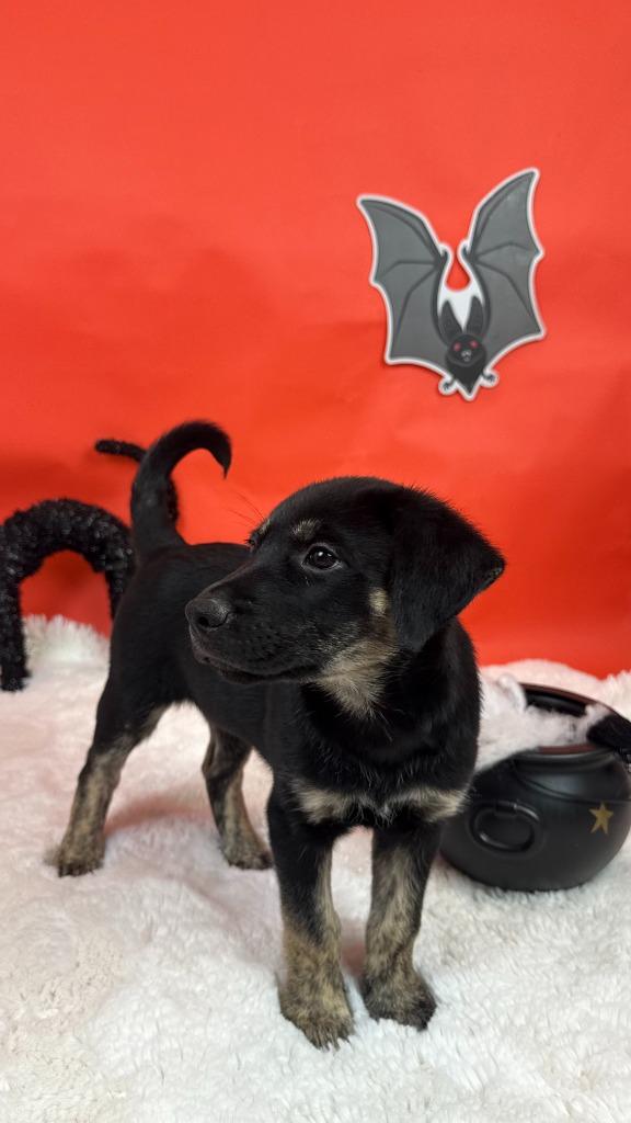 Enlarge Curse, a Adoptable mixed breed in Phoenix, AZ image 3/6