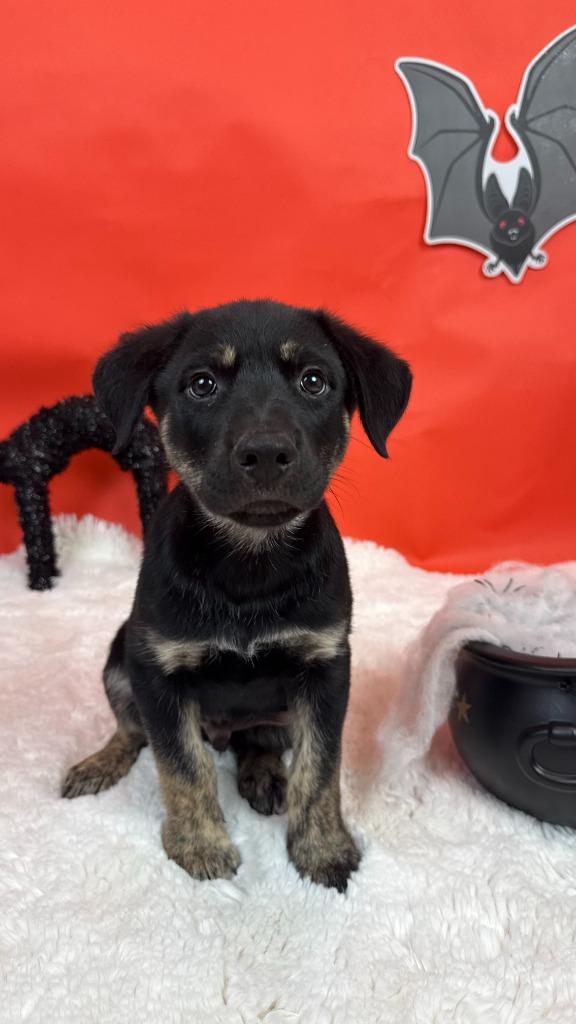 Enlarge Curse, a Adoptable mixed breed in Phoenix, AZ image 4/6