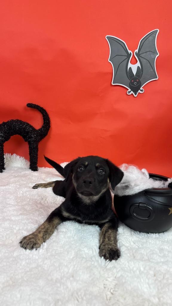 Enlarge Curse, a Adoptable mixed breed in Phoenix, AZ image 5/6