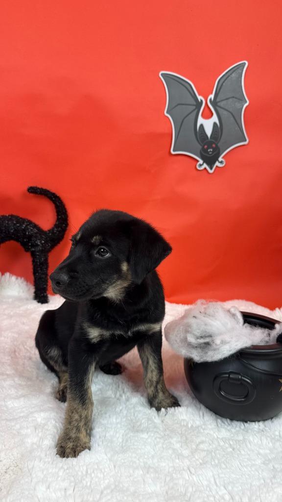 Enlarge Curse, a Adoptable mixed breed in Phoenix, AZ image 6/6