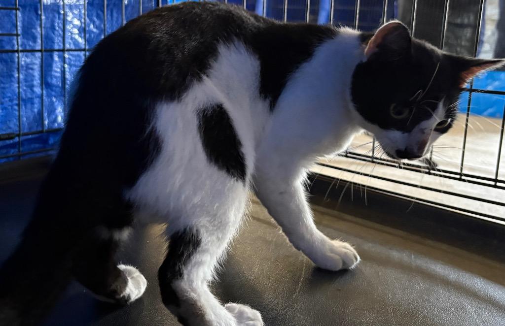 Mitten, Adoptable, Adult Male Domestic Short Hair.