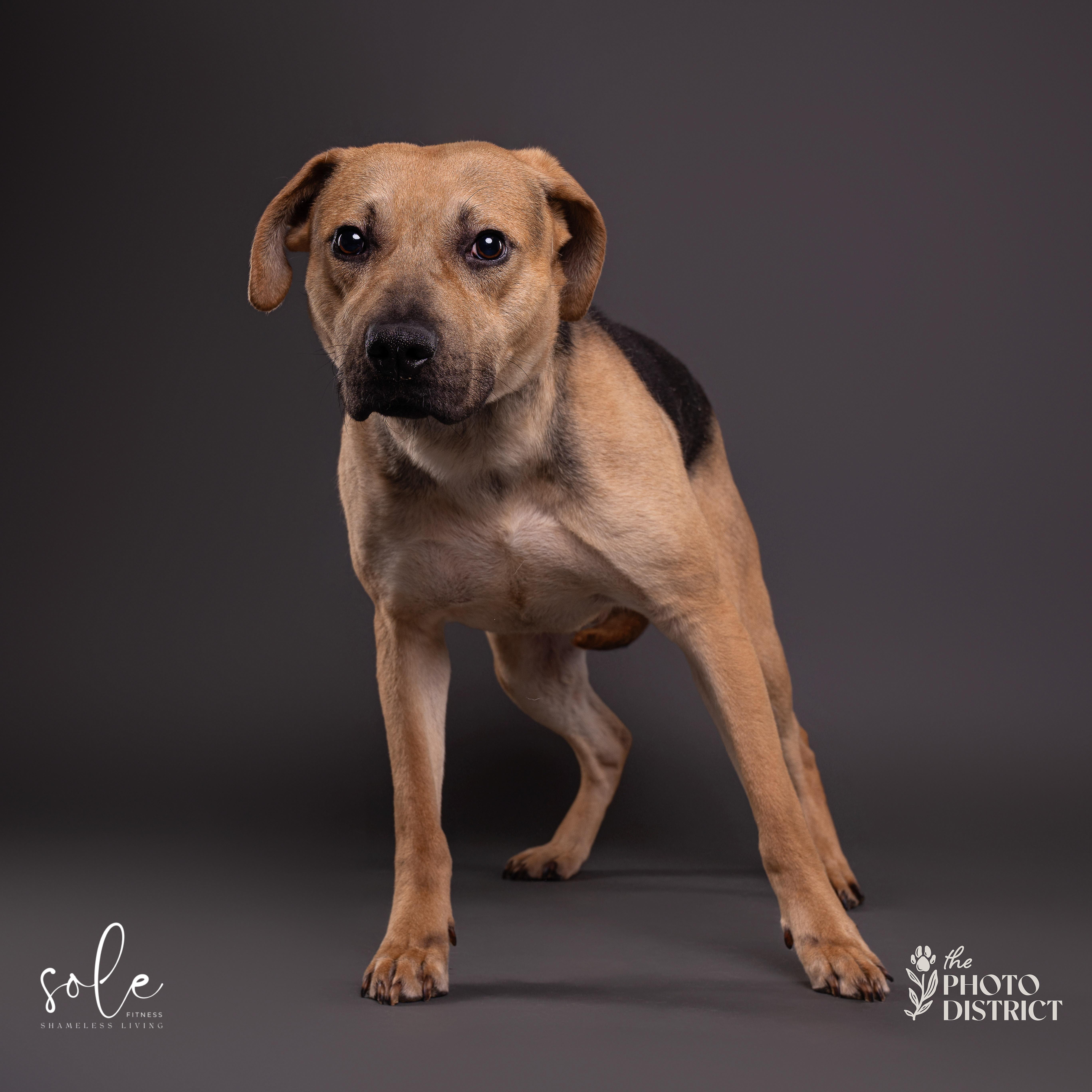 Enlarge Tobias, a Adoptable mixed breed in Willard, NC image 1/6