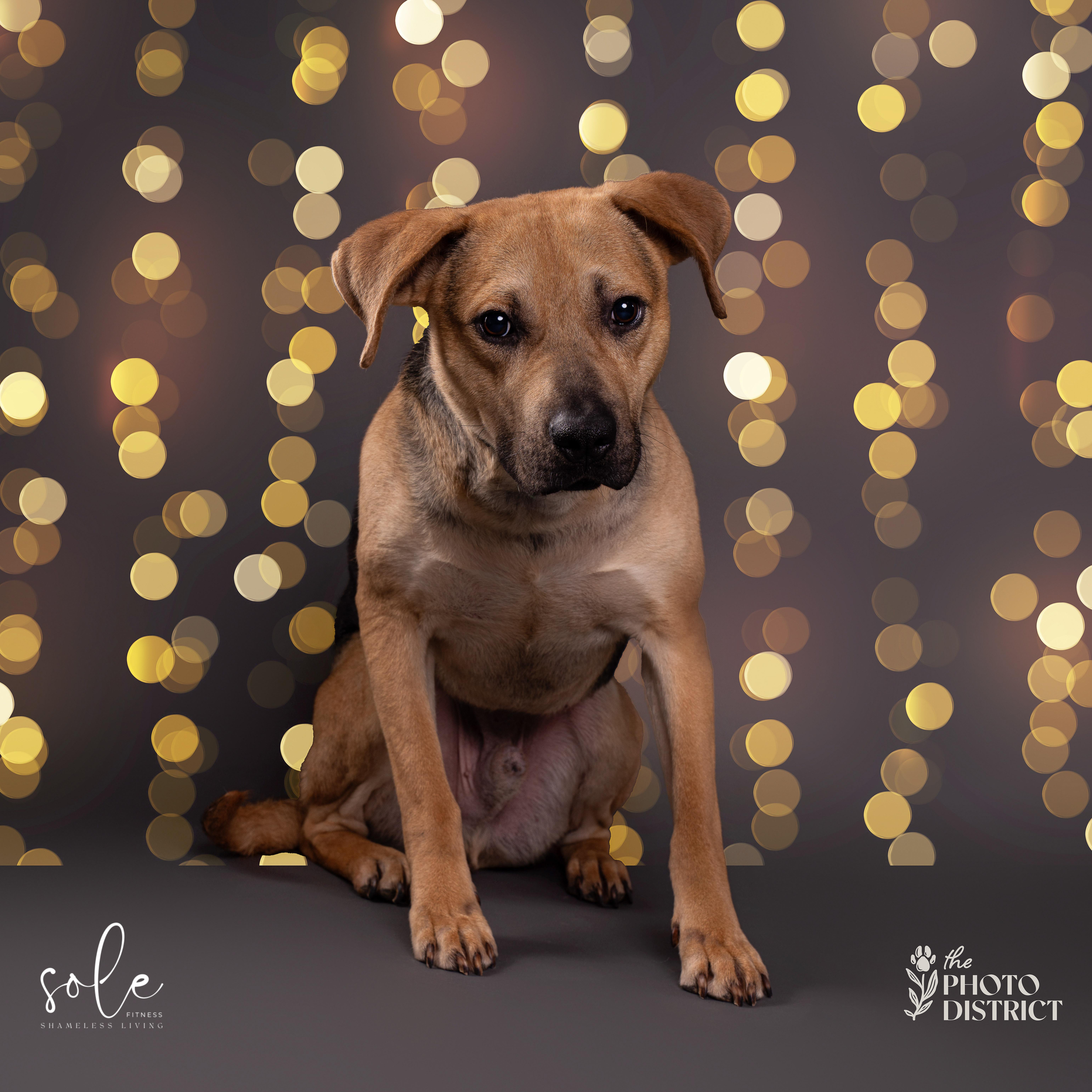 Enlarge Tobias, a Adoptable mixed breed in Willard, NC image 4/6