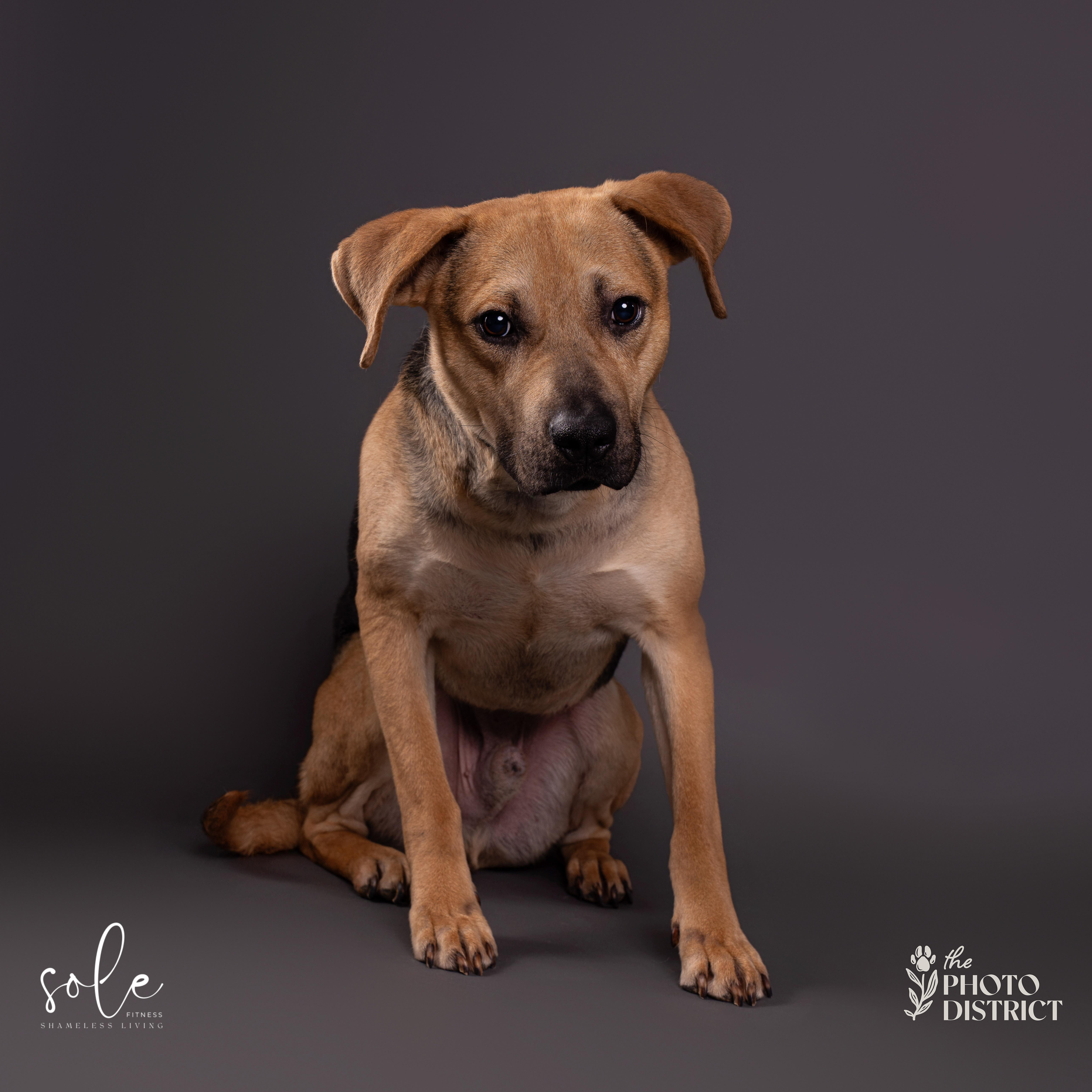 Enlarge Tobias, a Adoptable mixed breed in Willard, NC image 6/6