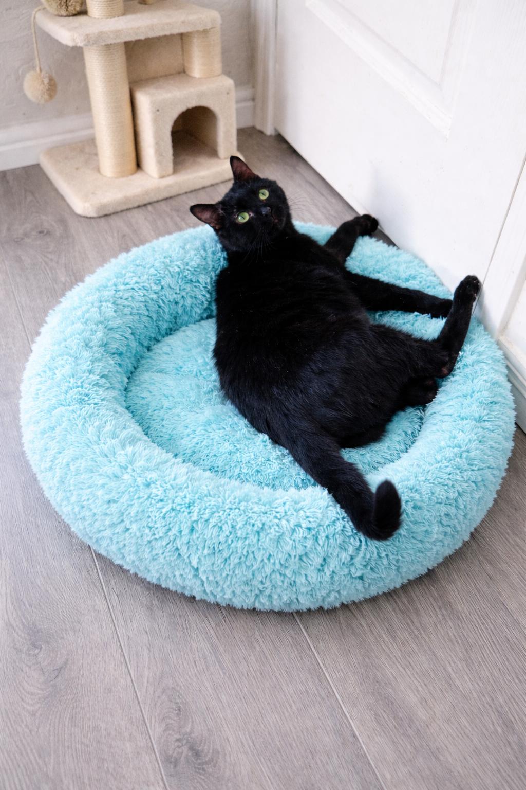 Enlarge Maya, a Adoptable Tabby in Chandler, AZ image 1/3