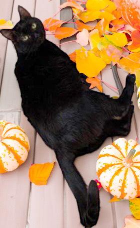 Maya, a Adoptable Tabby in Chandler, AZ image 1/2