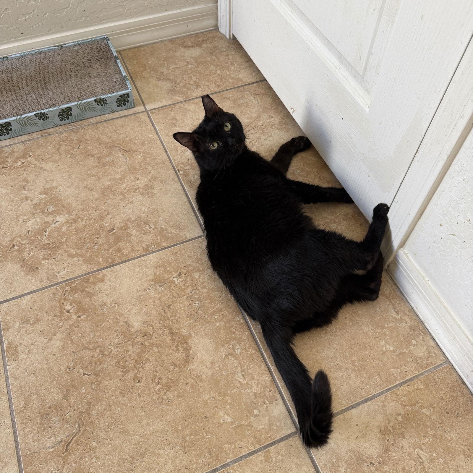 Maya, a Adoptable Tabby in Chandler, AZ image 2/2