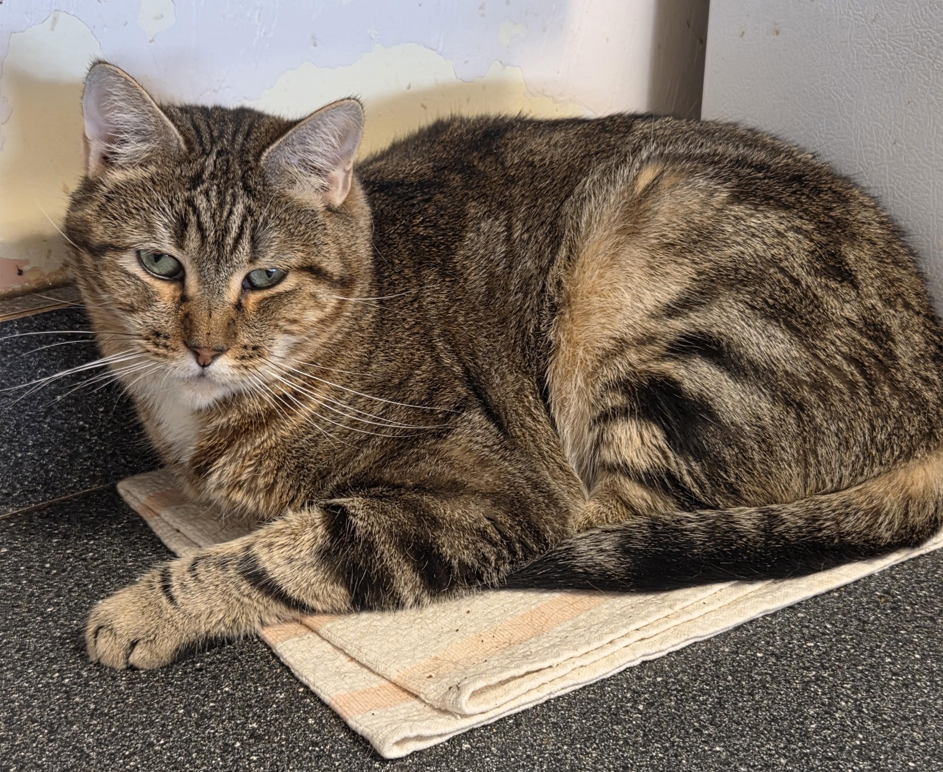 Bradley Cee, Adoptable, Adult Male Domestic Short Hair.