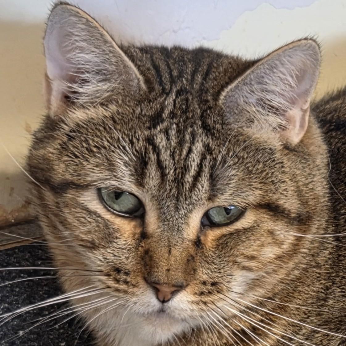 Enlarge Bradley Cee, a Adoptable mixed breed in Buhl, ID image 2/4