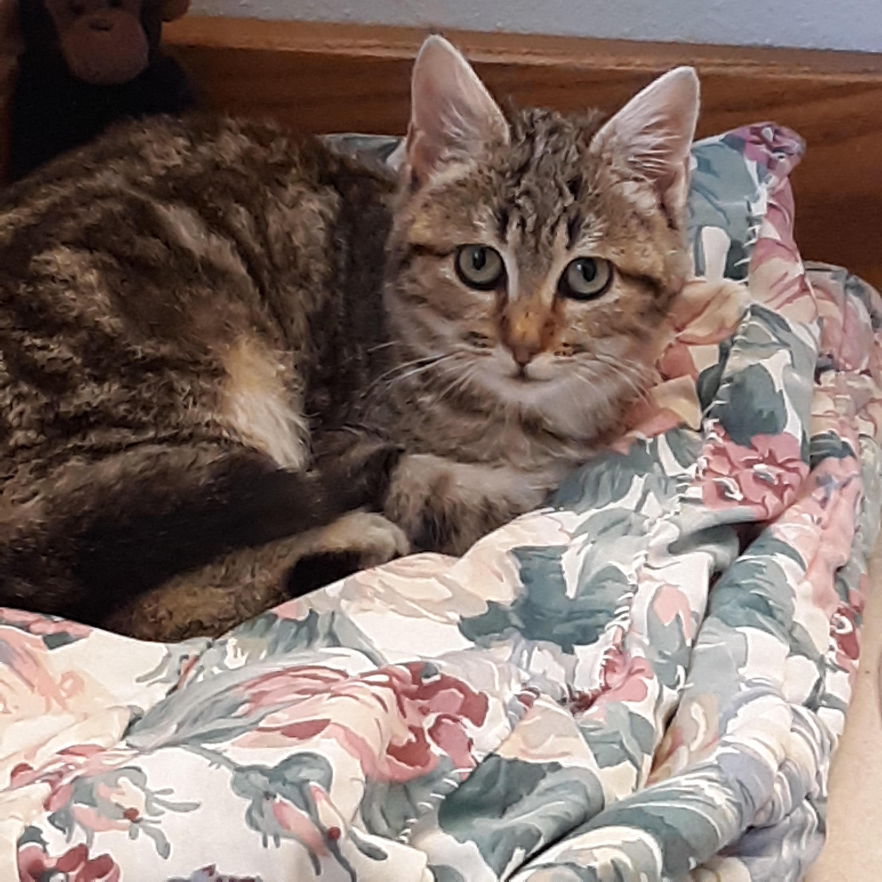 Enlarge Bradley Cee, a Adoptable mixed breed in Buhl, ID image 3/4