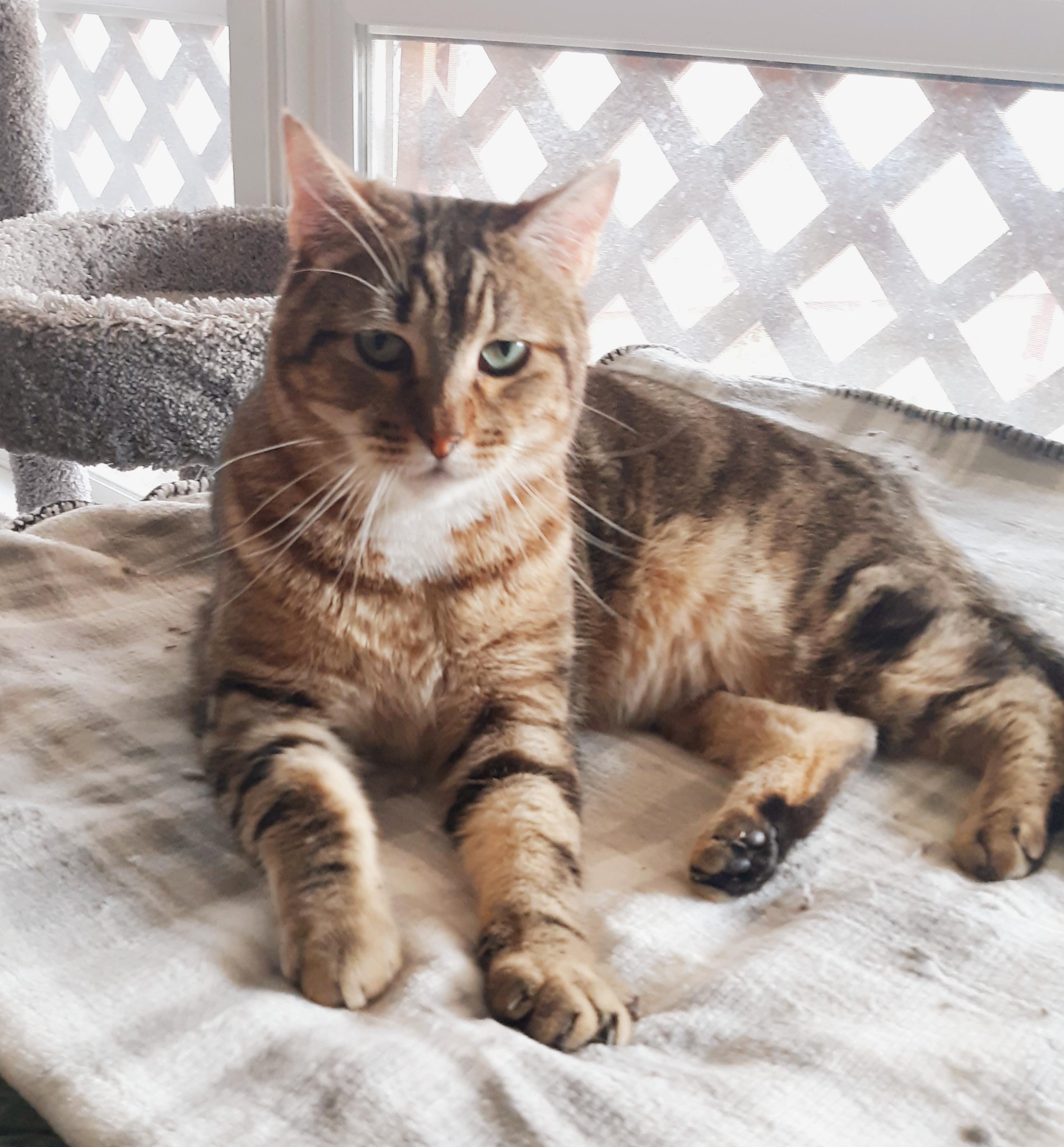 Enlarge Bradley Cee, a Adoptable mixed breed in Buhl, ID image 4/4