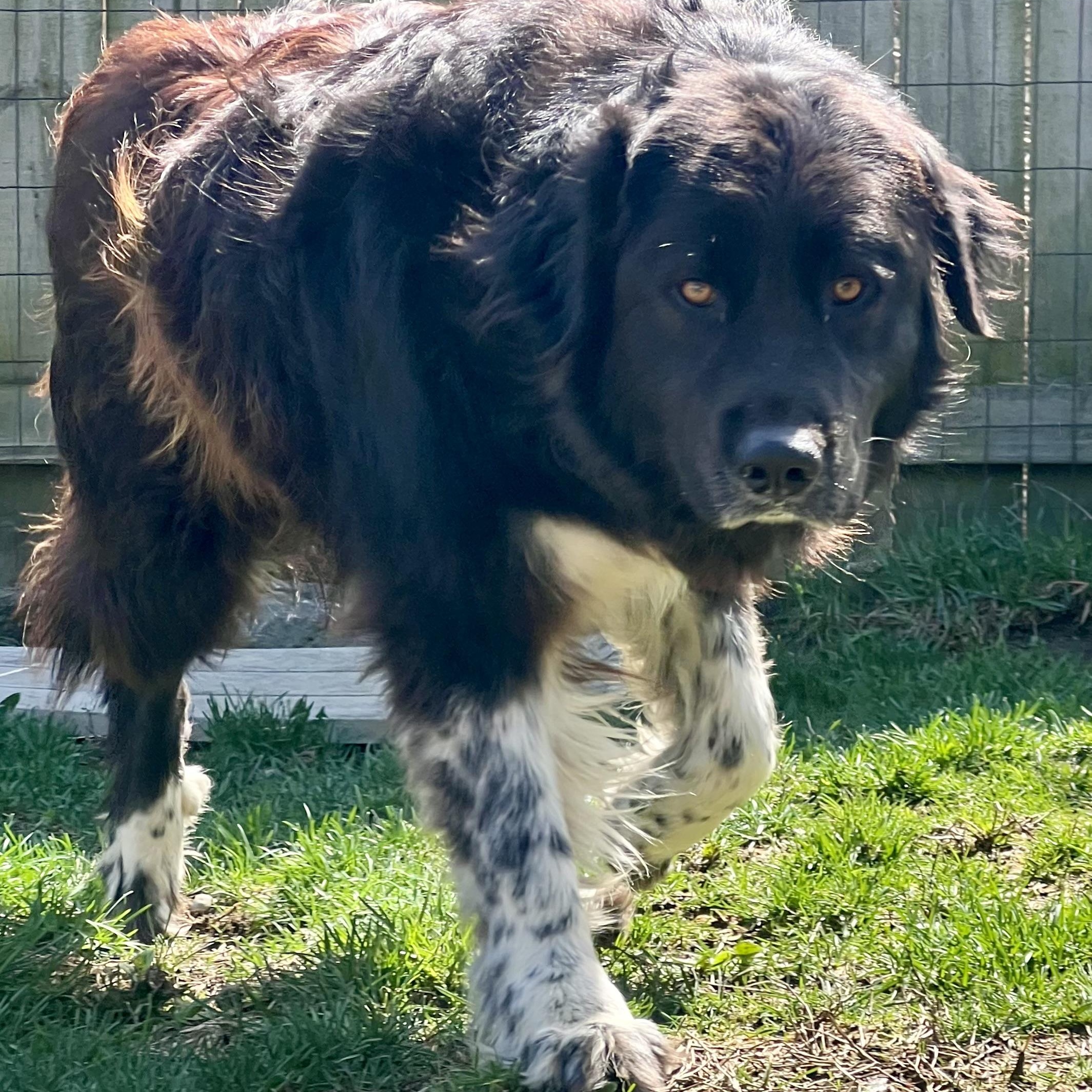 Enlarge Luna, an adopted mixed breed in Monroe, OH image 2/6