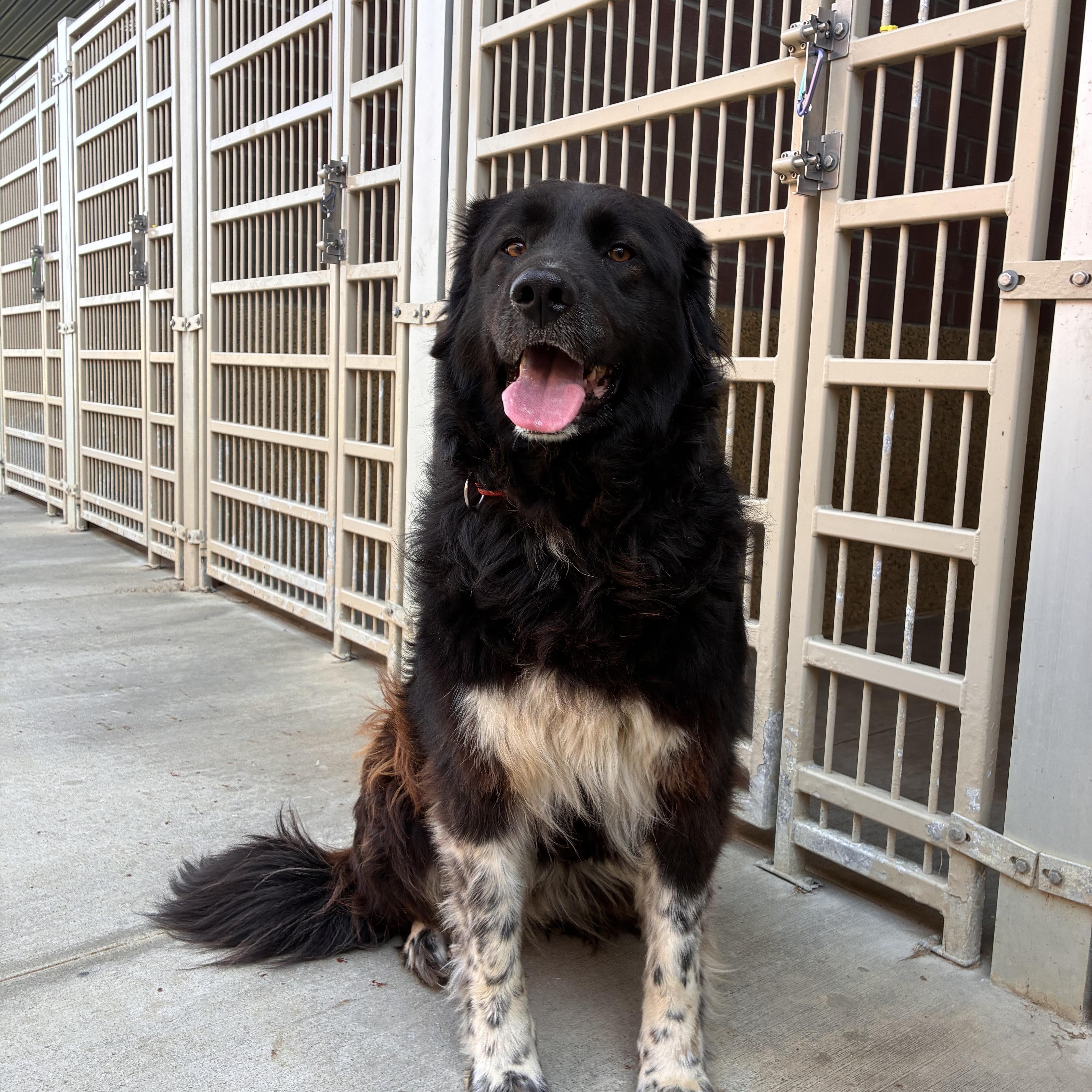 Enlarge Luna, an adopted mixed breed in Monroe, OH image 4/6