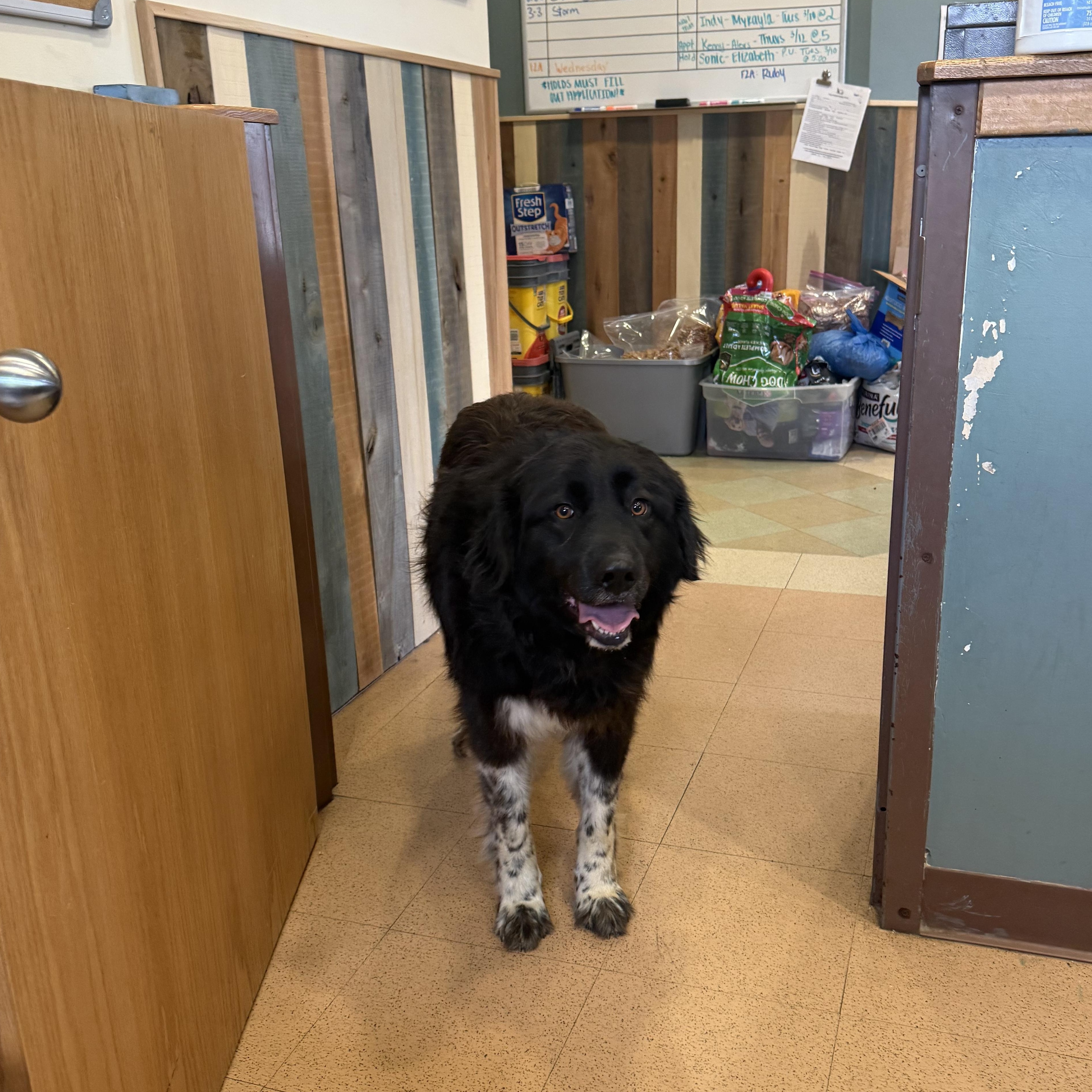 Enlarge Luna, an adopted mixed breed in Monroe, OH image 6/6