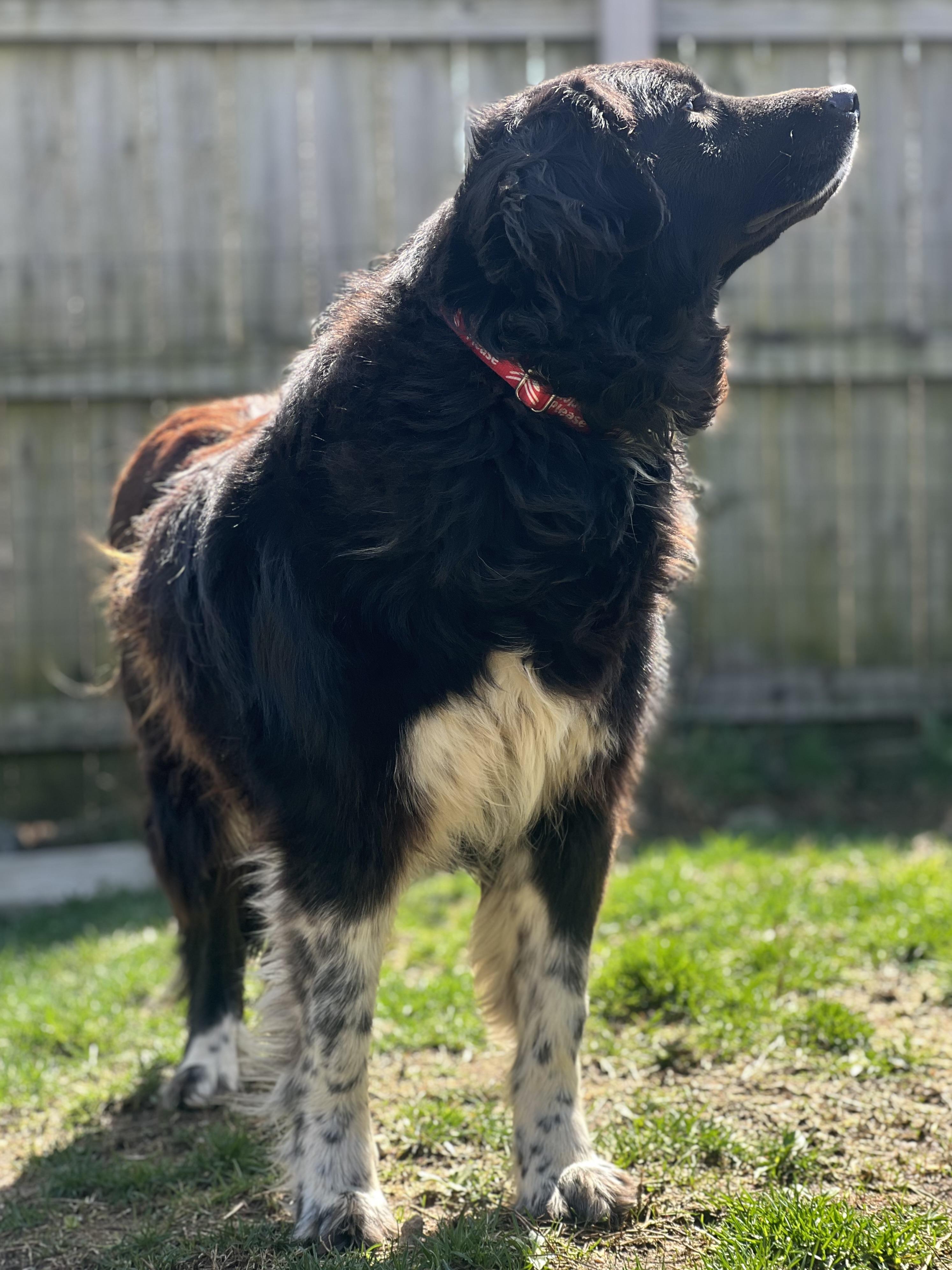 Enlarge Luna, an adopted mixed breed in Monroe, OH image 3/6