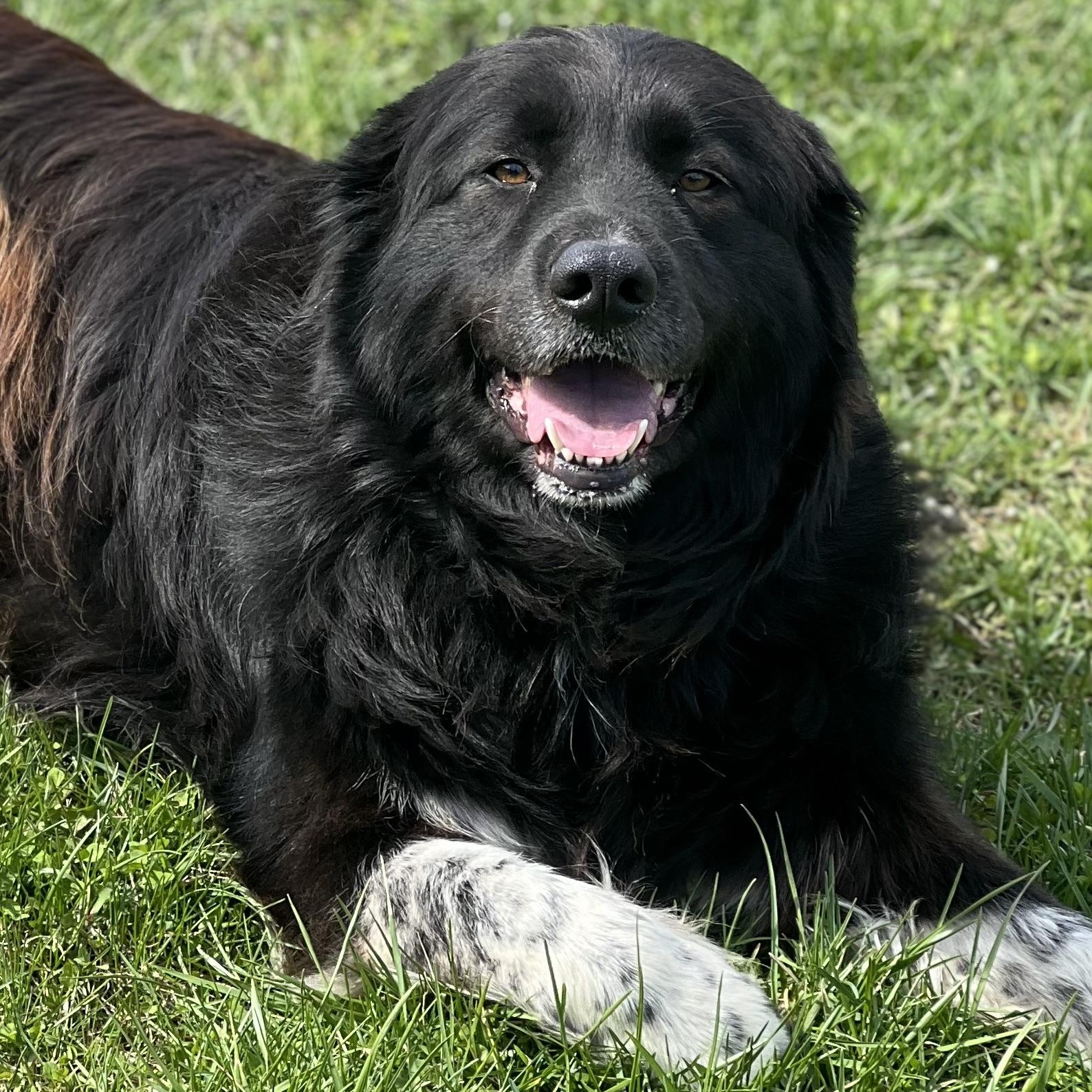 Luna, adopted, Adult Female Great Pyrenees.