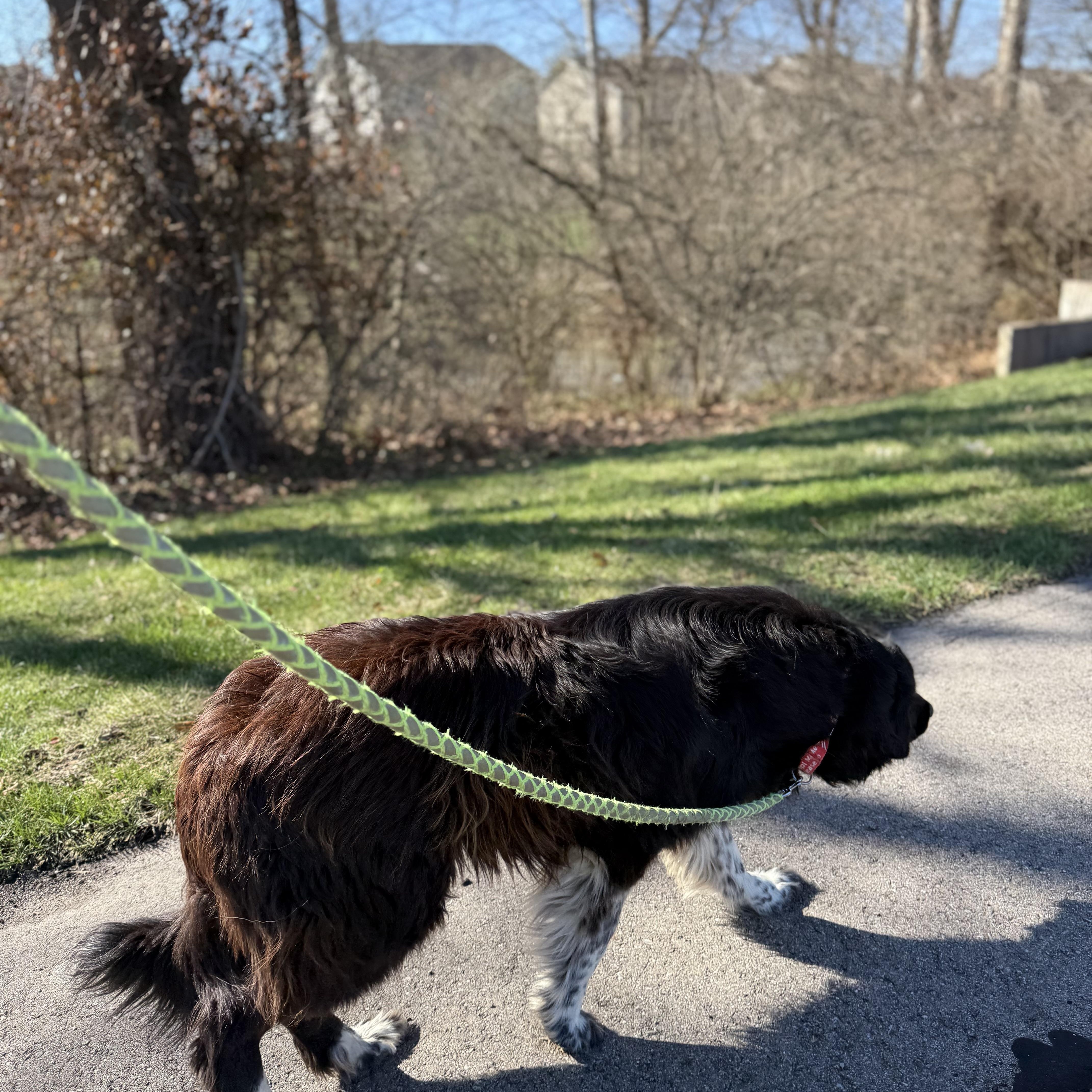 Enlarge Luna, an adopted mixed breed in Monroe, OH image 5/6