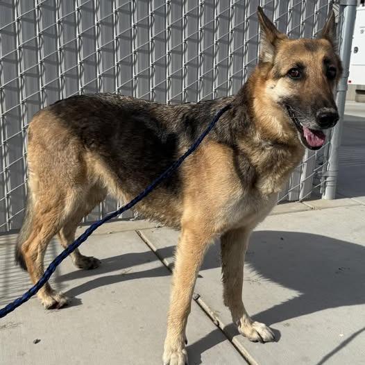 Enlarge 26-465, a Adoptable German Shepherd Dog in Los Banos, CA image 1/1