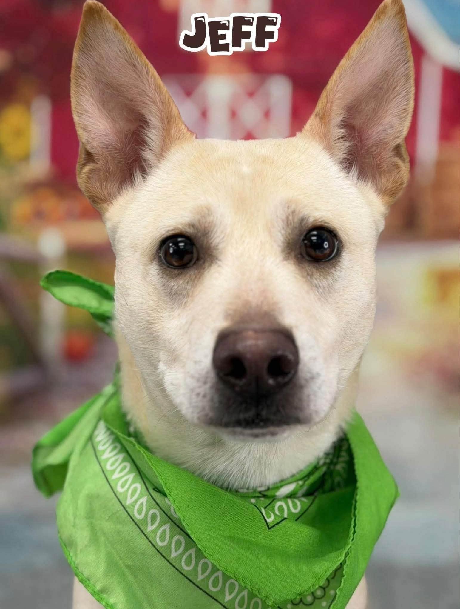 Jeff, Adopted, Adult Male Mixed Breed.