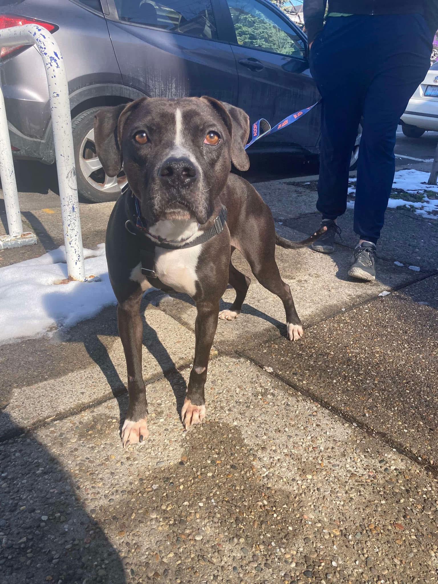 Smokey, Adoptable, Adult Male Pit Bull Terrier.