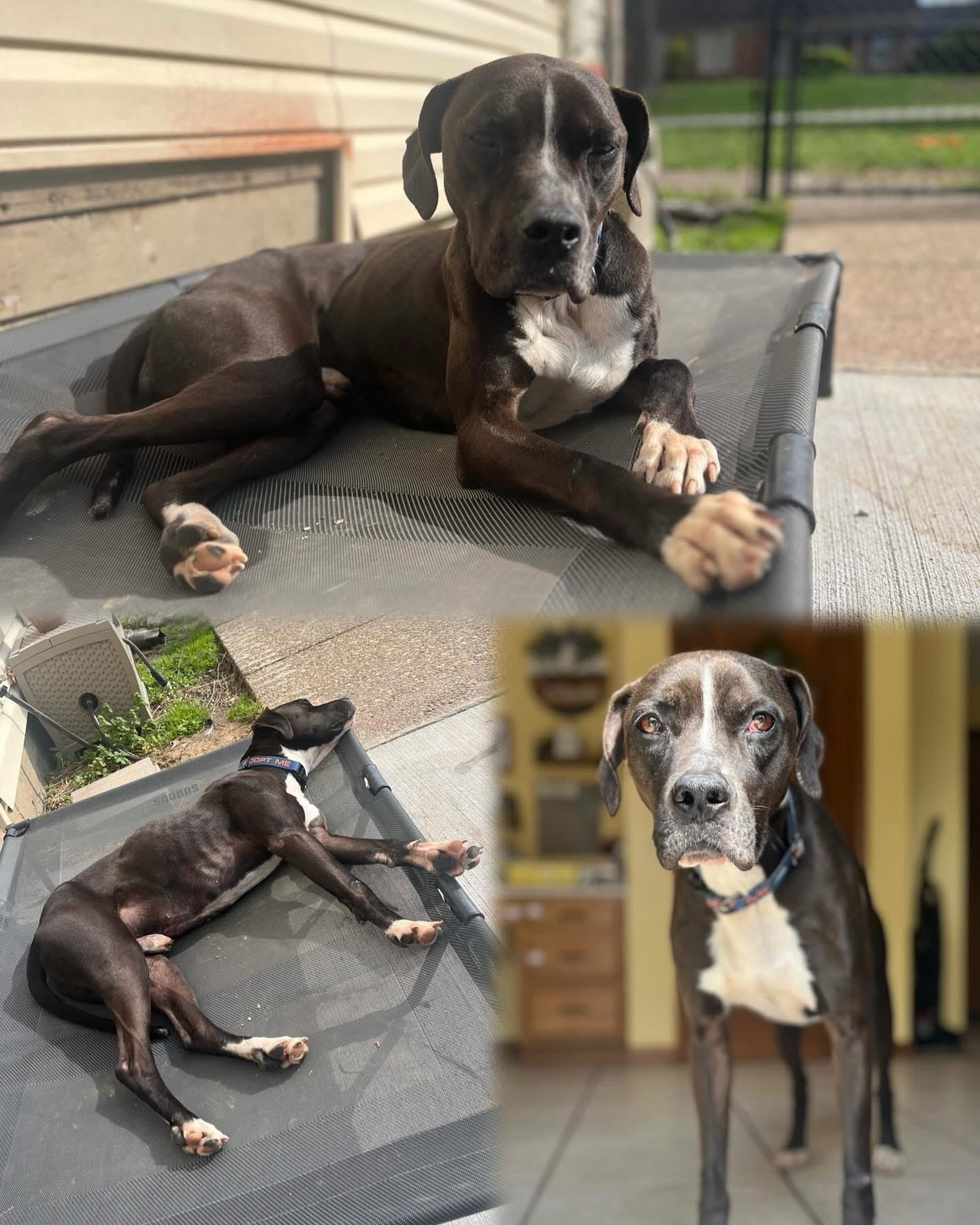 Smokey, a Adoptable mixed breed in Louisville, KY image 2/5