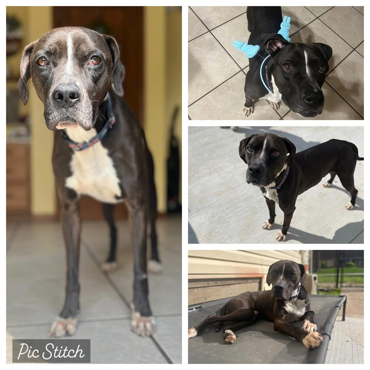 Smokey, a Adoptable mixed breed in Louisville, KY image 3/5