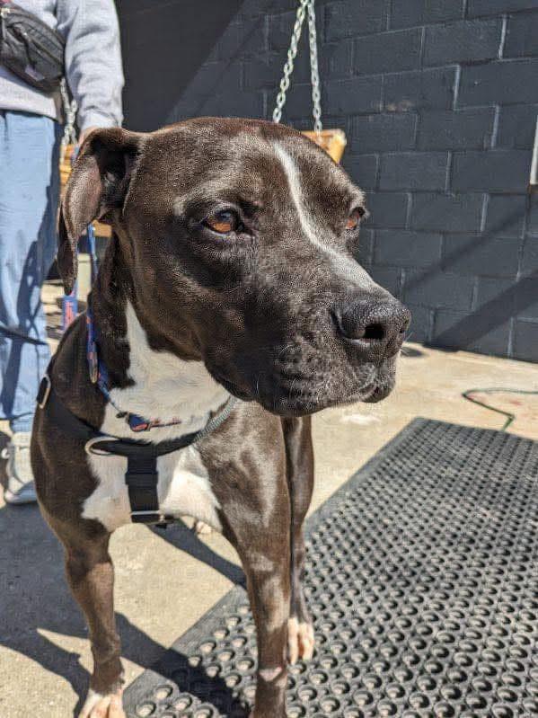 Smokey, a Adoptable mixed breed in Louisville, KY image 4/5