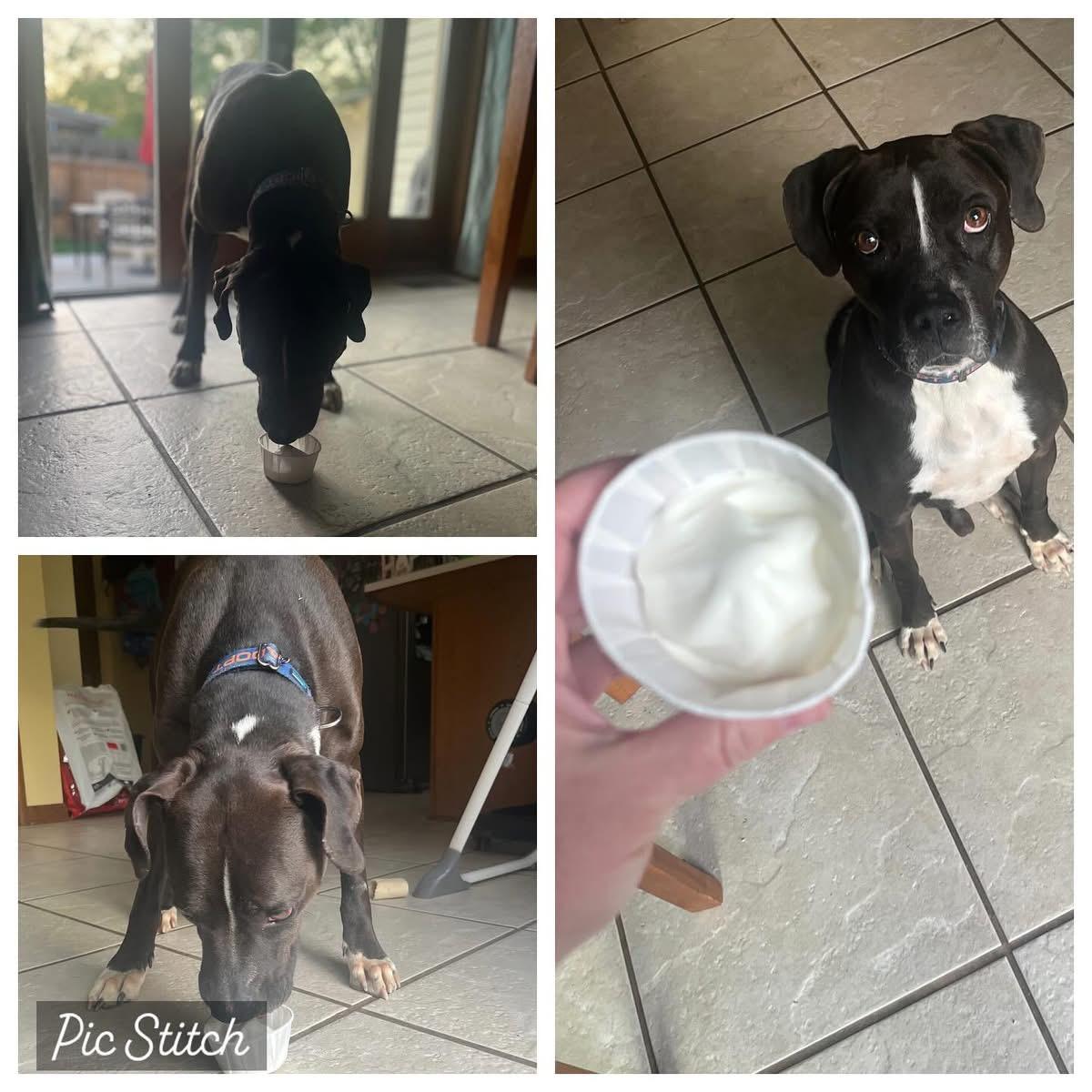 Smokey, a Adoptable mixed breed in Louisville, KY image 5/5