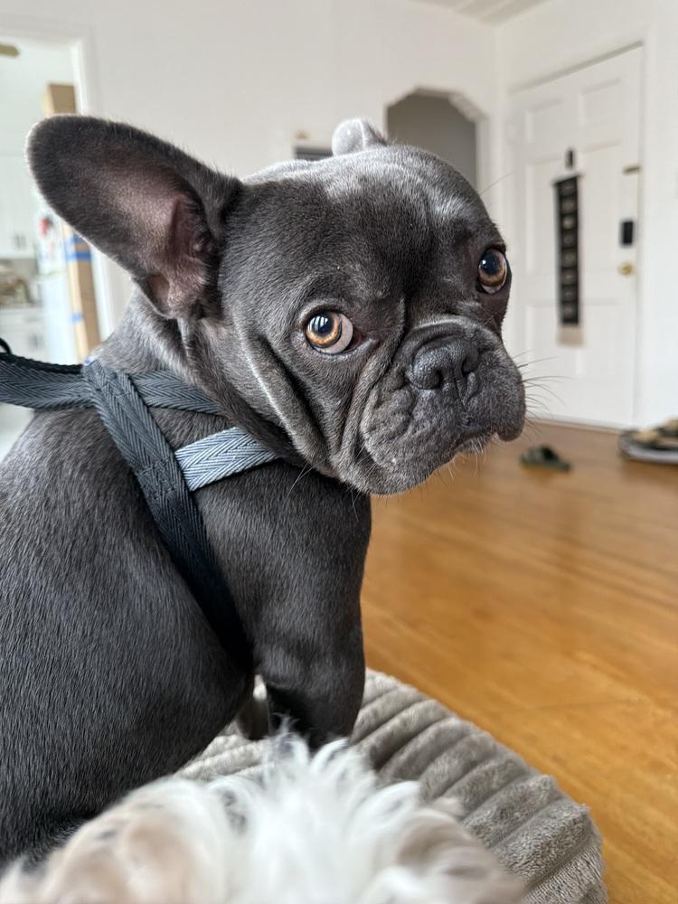 Arlo, Adoptable, Young Male French Bulldog.