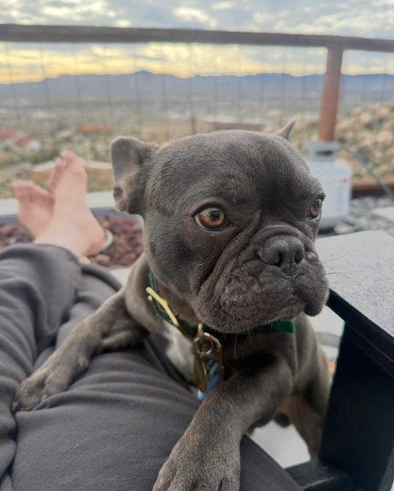 Enlarge Arlo, a Adoptable French Bulldog in los angeles, CA image 2/6