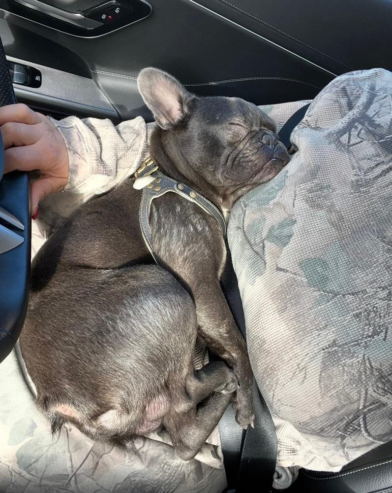 Enlarge Arlo, a Adoptable French Bulldog in los angeles, CA image 3/6