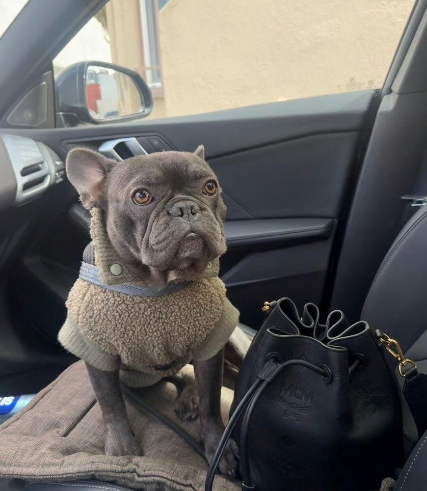 Enlarge Arlo, a Adoptable French Bulldog in los angeles, CA image 4/6