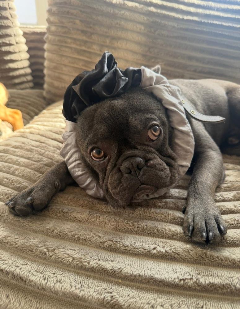 Enlarge Arlo, a Adoptable French Bulldog in los angeles, CA image 5/6