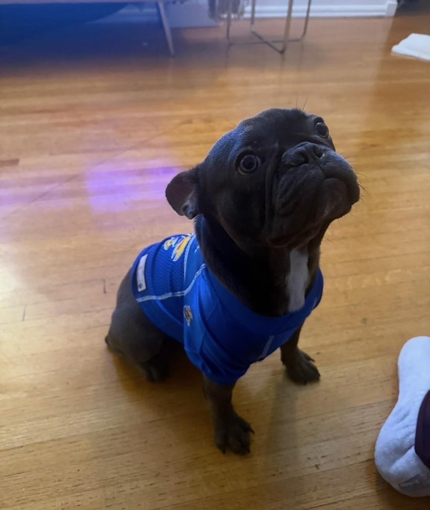 Enlarge Arlo, a Adoptable French Bulldog in los angeles, CA image 6/6