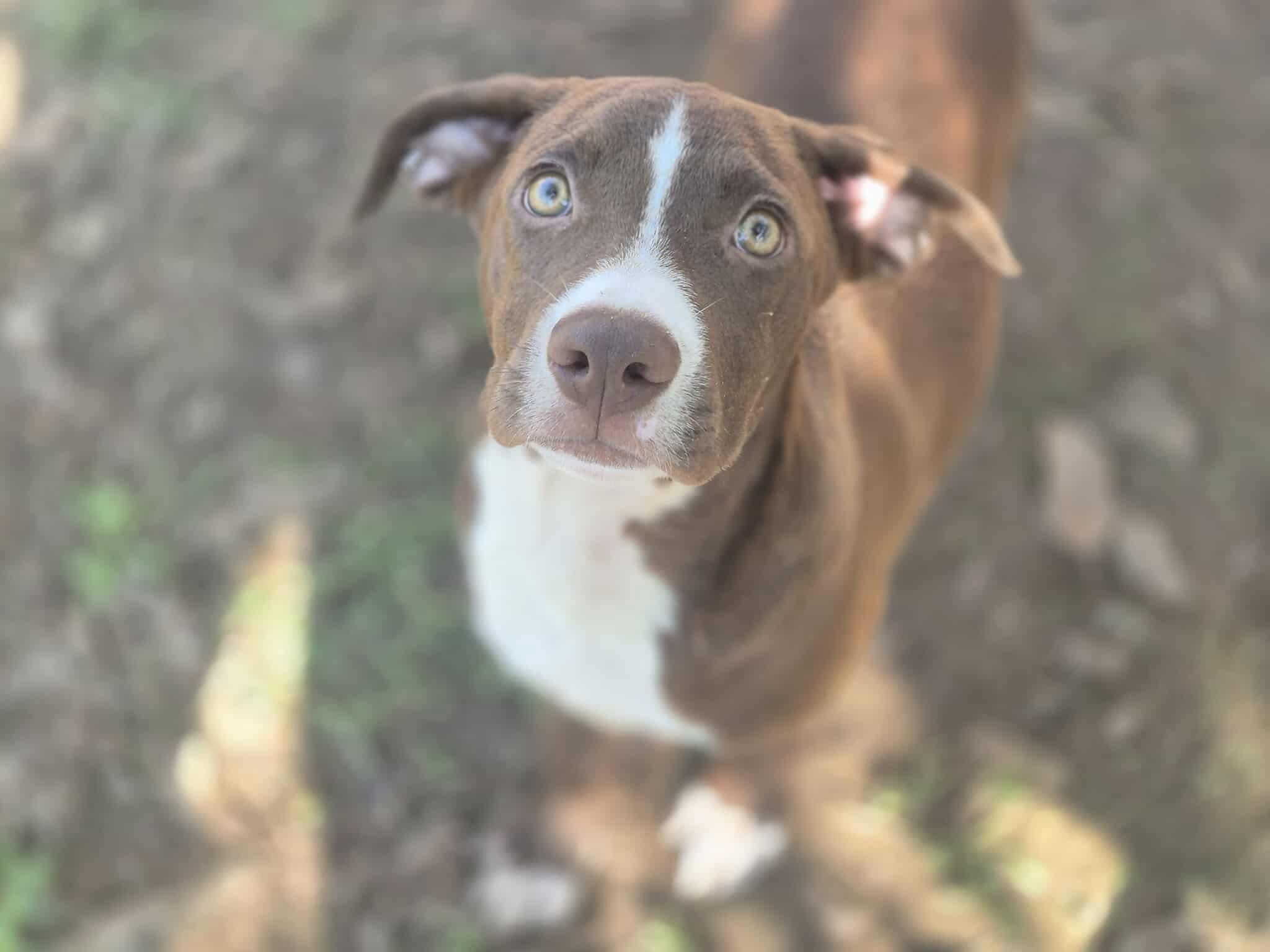 Arguss, Adoptable, Puppy Male Pit Bull Terrier.