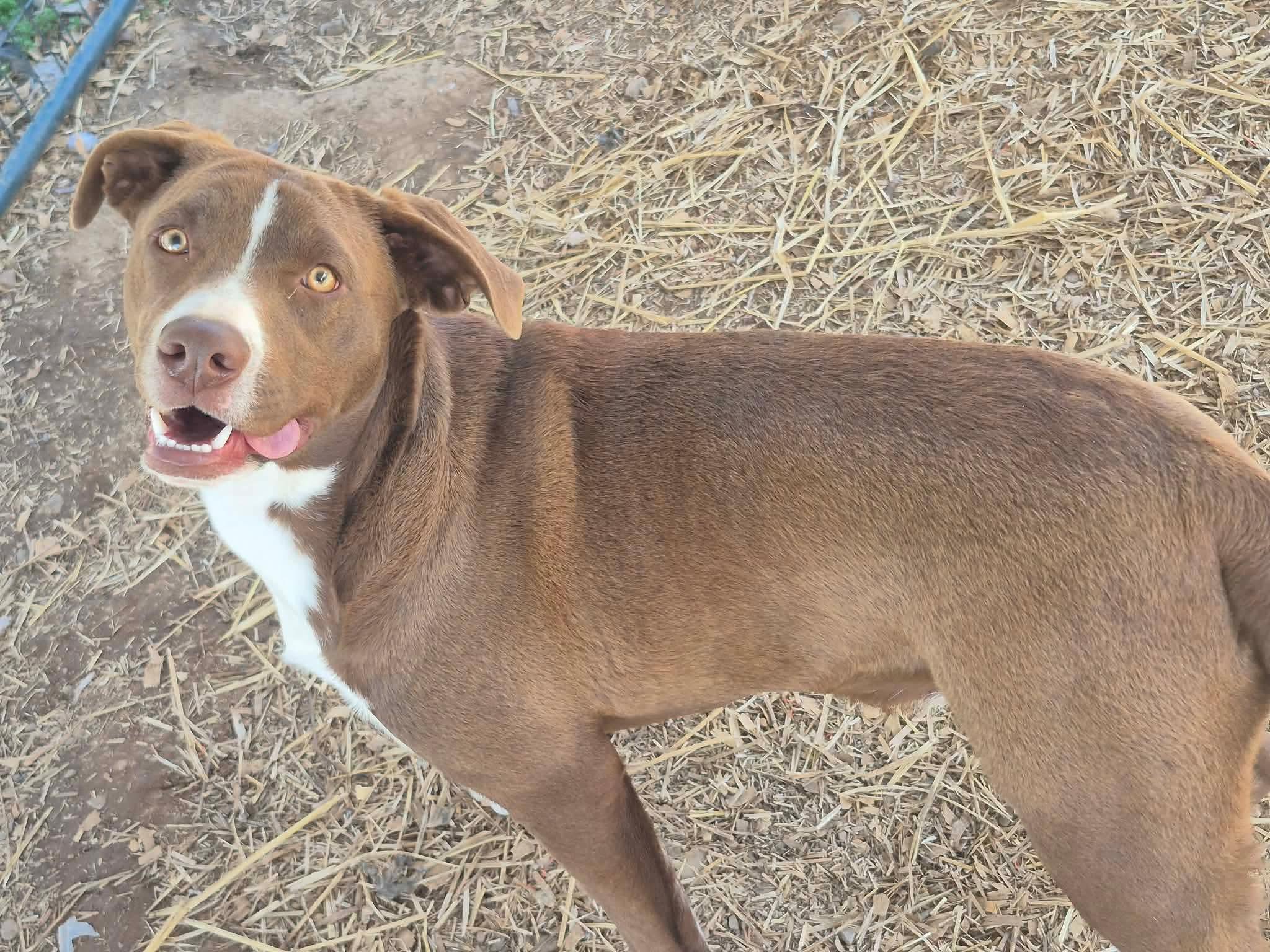 Enlarge Arguss, a Adoptable mixed breed in Dover, AR image 2/6