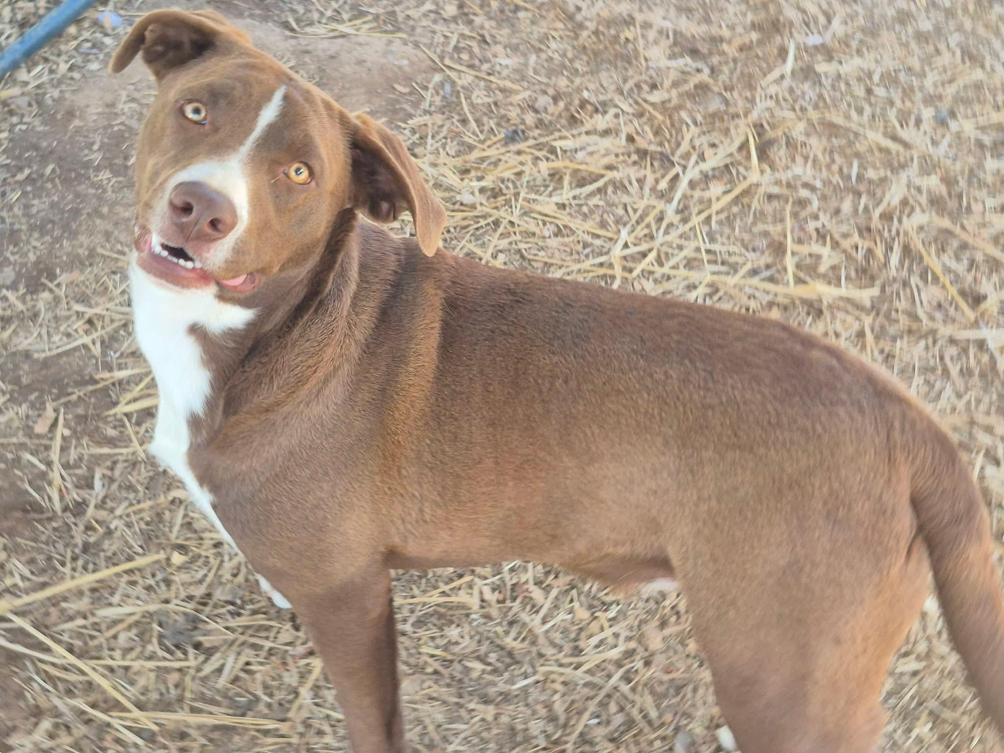 Enlarge Arguss, a Adoptable mixed breed in Dover, AR image 3/6