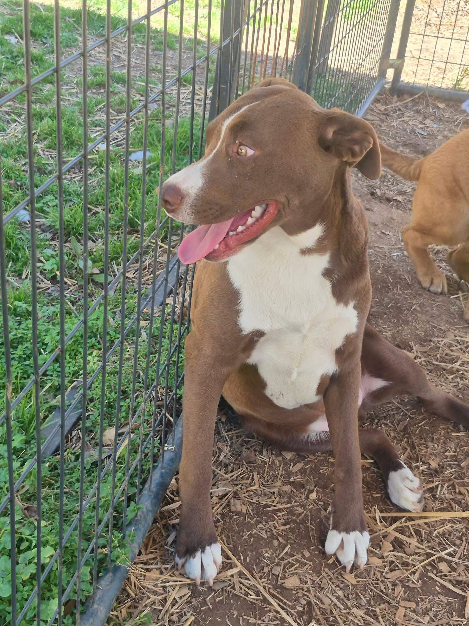 Enlarge Arguss, a Adoptable mixed breed in Dover, AR image 4/6