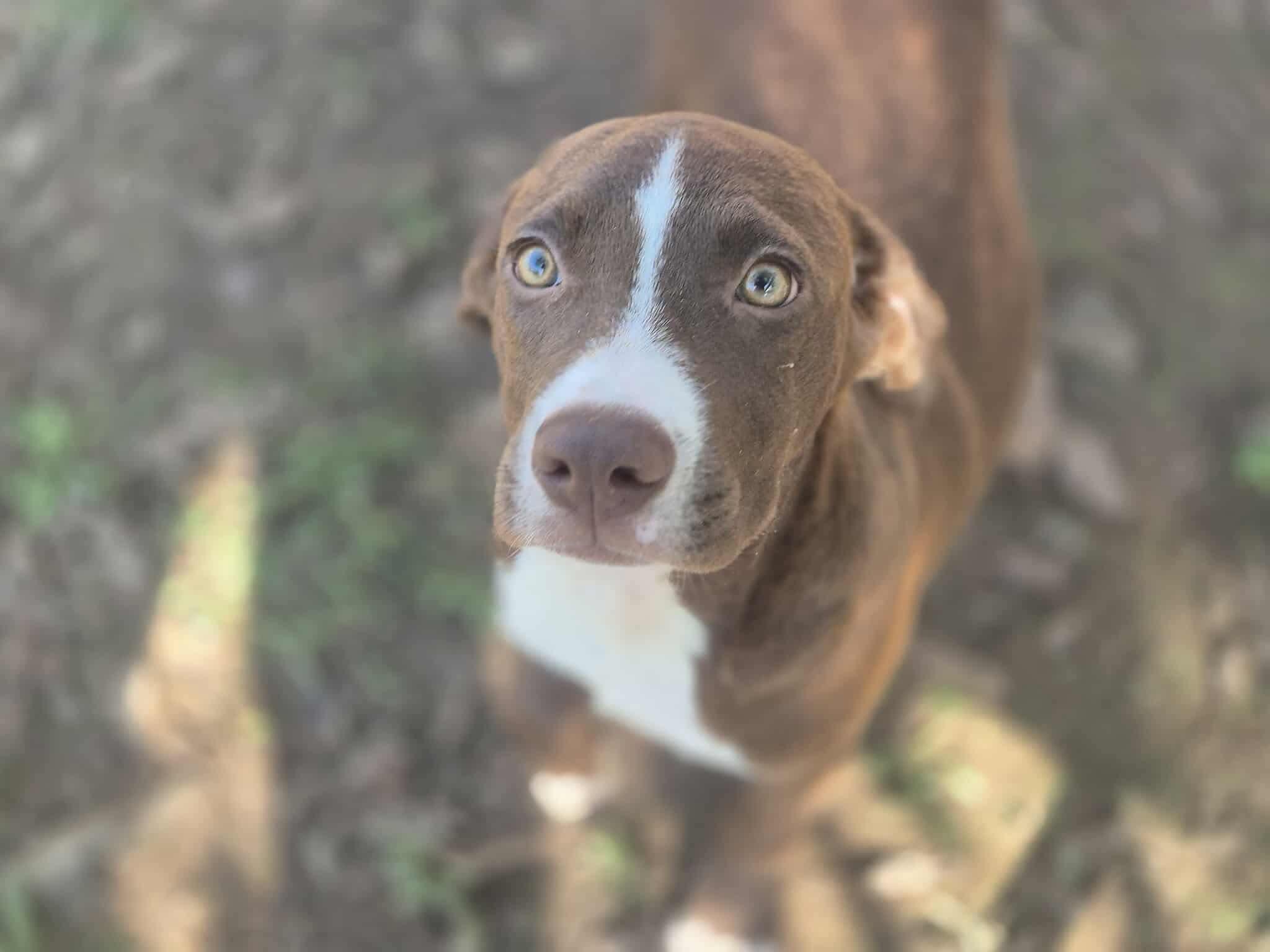 Enlarge Arguss, a Adoptable mixed breed in Dover, AR image 5/6