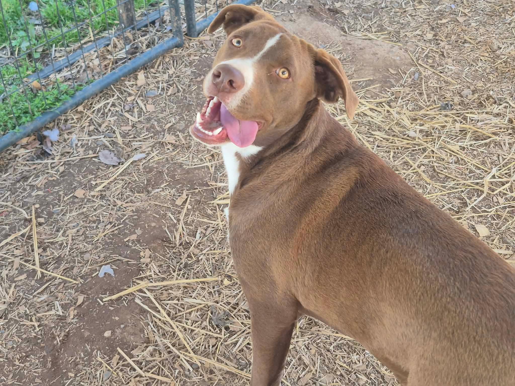 Enlarge Arguss, a Adoptable mixed breed in Dover, AR image 6/6