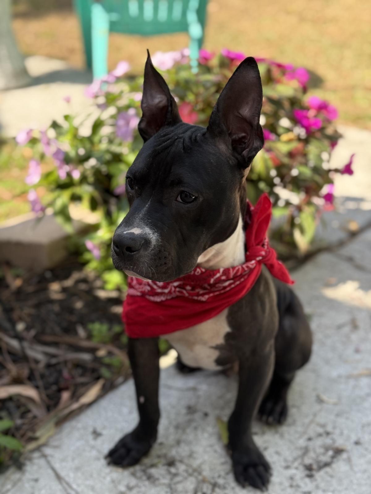 Enlarge James Dean, a ADOPTABLE Mixed Breed in Lake Worth, FL image 3/6